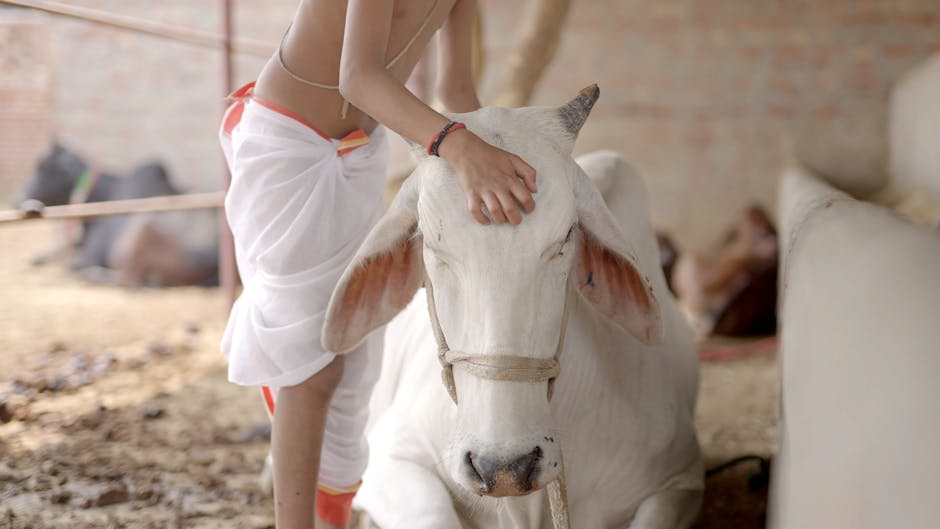 Child Patting Cow Head